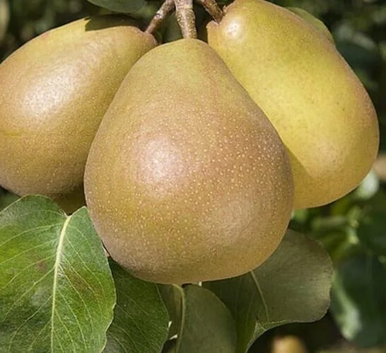 Beloruskaja pozdniaja