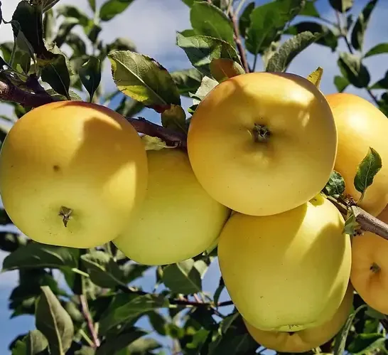 Beržininkų ananasinis