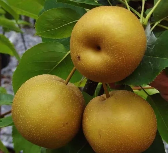 Azijietiška kriaušė (Chojuro)