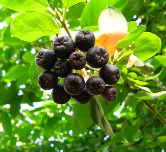 Juodavaisė aronija