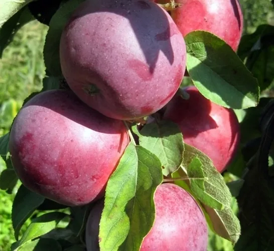 Moskovskoje ožerelje