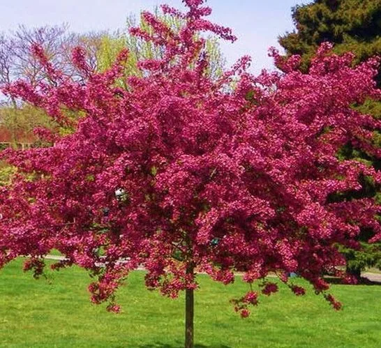 Gudobelė (Paul Scarlet)