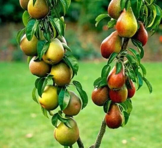 „Šeimos“ kriaušė