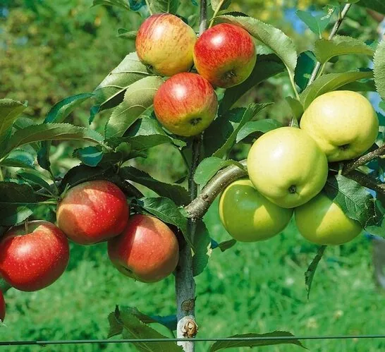 „Šeimos“ obelis