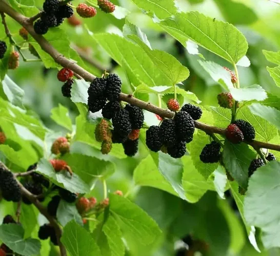 Svyrantis šilkmedis