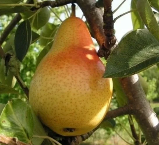 Vasarinė sviestinė