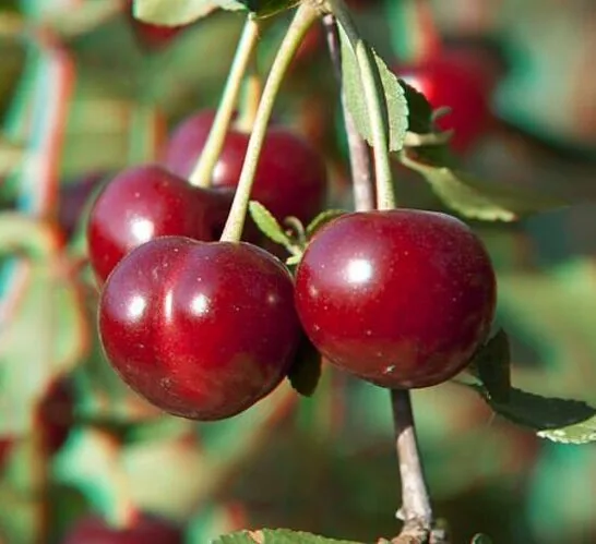 Vytėnų žvaigždė